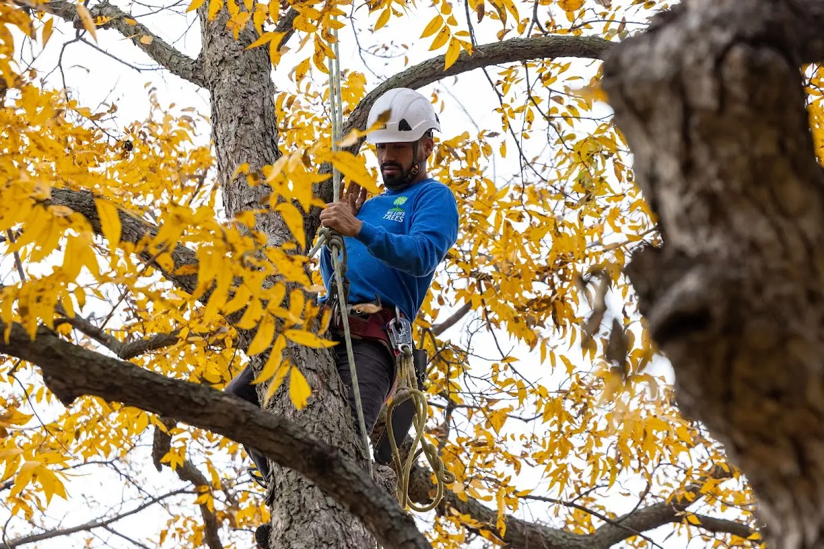 Skilled Tree Planing crew working in Yancey